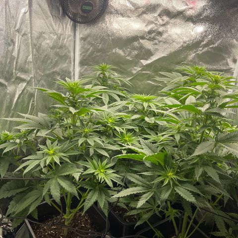 Sweet ZZ growlog timeline photo