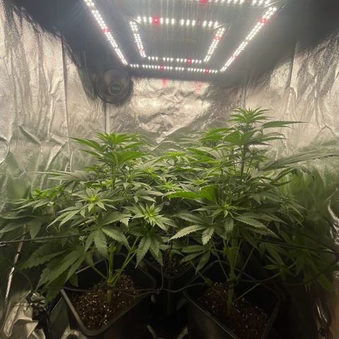 Sweet ZZ growlog timeline photo