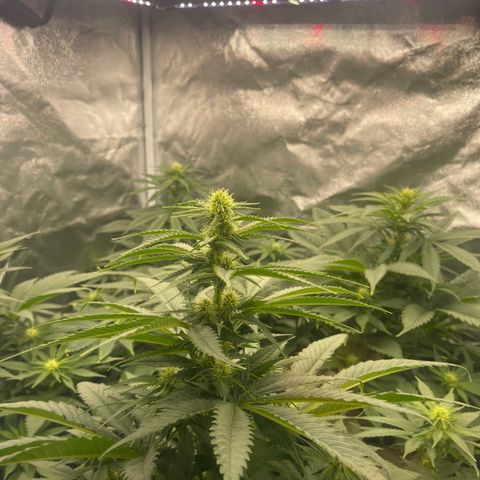 Sweet ZZ growlog timeline photo