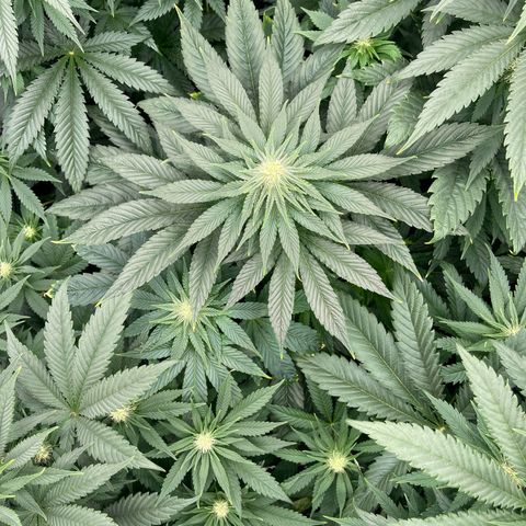 Sweet ZZ growlog timeline photo