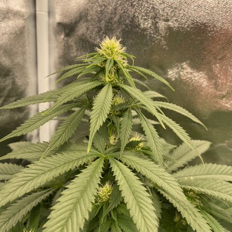 Sweet ZZ growlog timeline photo
