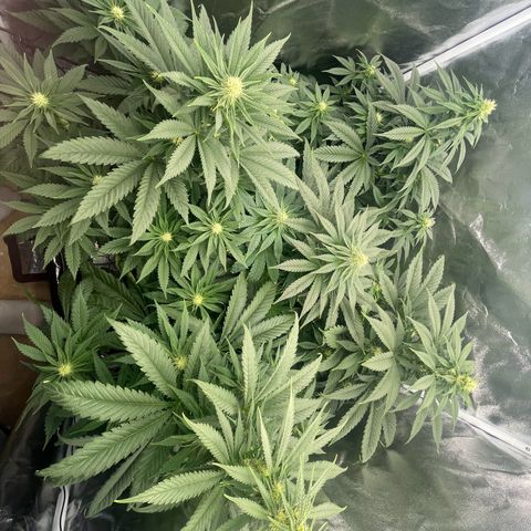 Sweet ZZ growlog timeline photo