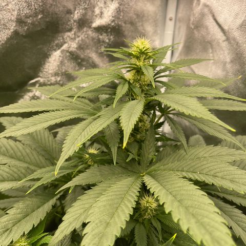 Sweet ZZ growlog timeline photo