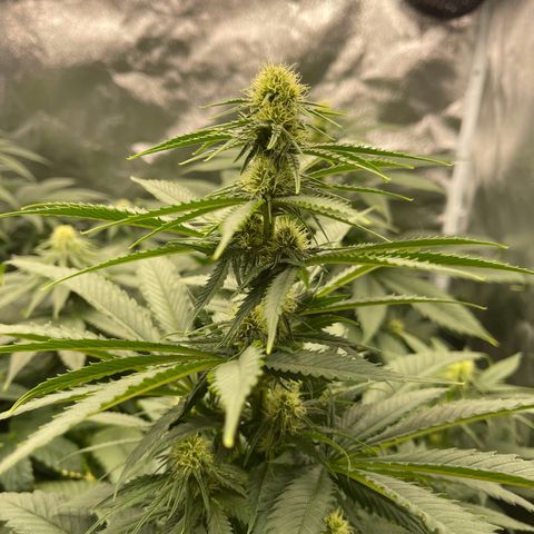 Sweet ZZ growlog timeline photo
