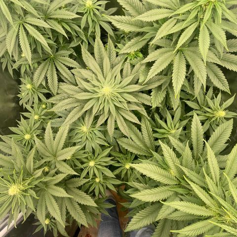 Sweet ZZ growlog timeline photo