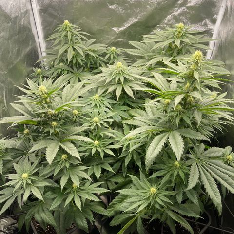 Sweet ZZ growlog timeline photo