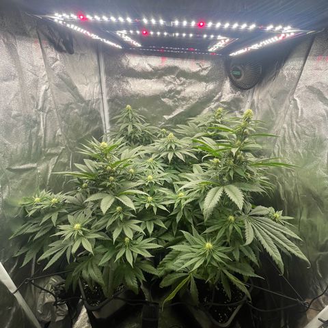 Sweet ZZ growlog timeline photo