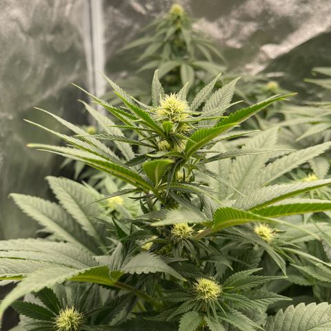 Sweet ZZ growlog timeline photo