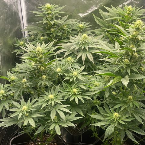 Sweet ZZ growlog timeline photo