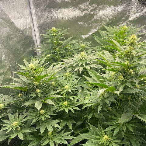 Sweet ZZ growlog timeline photo