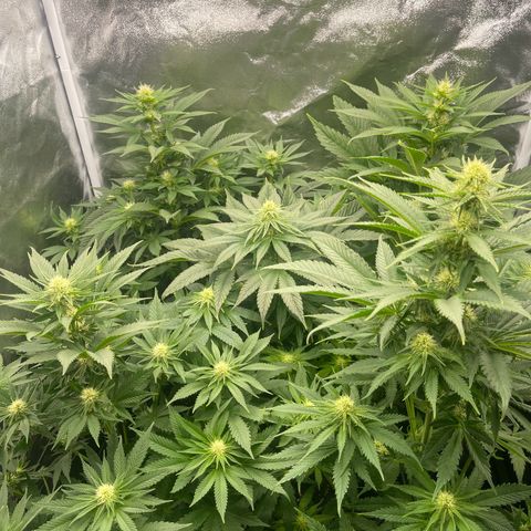 Sweet ZZ growlog timeline photo
