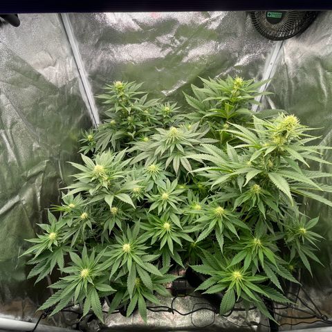 Sweet ZZ growlog timeline photo