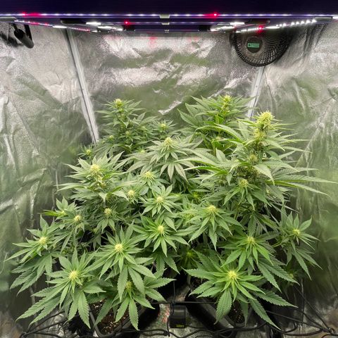 Sweet ZZ growlog timeline photo