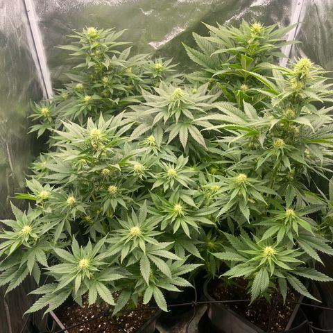 Sweet ZZ growlog timeline photo