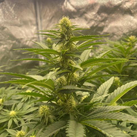 Sweet ZZ growlog timeline photo