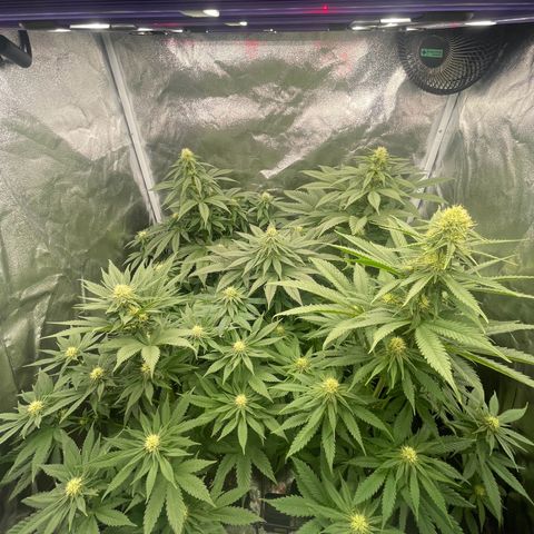 Sweet ZZ growlog timeline photo