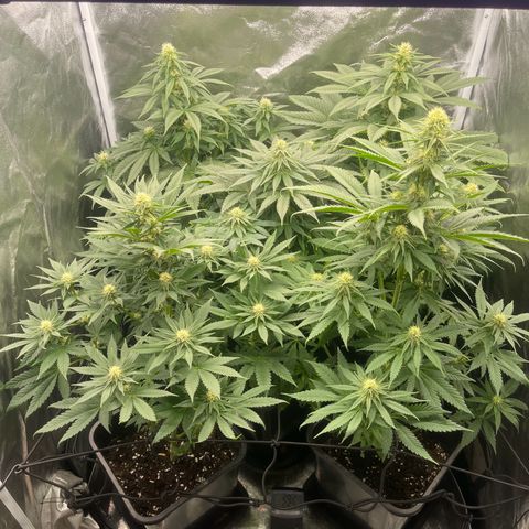 Sweet ZZ growlog timeline photo
