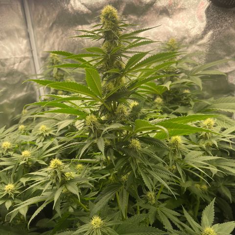 Sweet ZZ growlog timeline photo