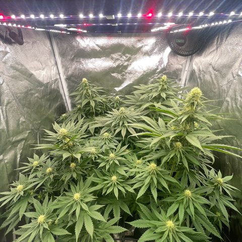 Sweet ZZ growlog timeline photo