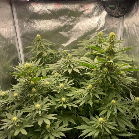 Sweet ZZ growlog timeline photo