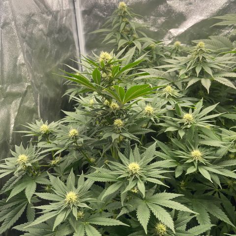 Sweet ZZ growlog timeline photo