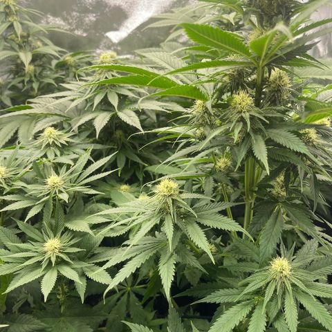 Sweet ZZ growlog timeline photo
