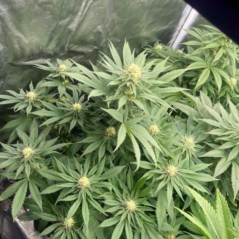 Sweet ZZ growlog timeline photo