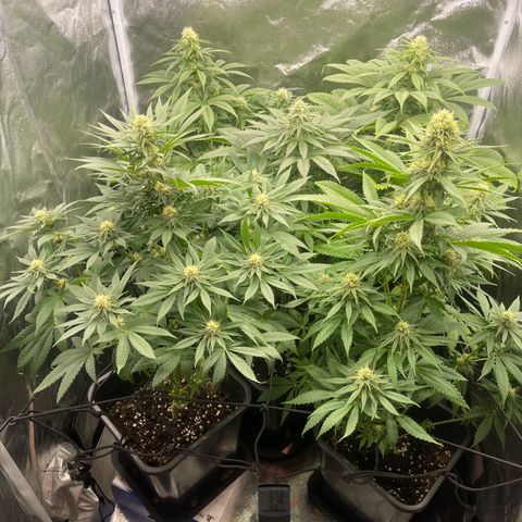 Sweet ZZ growlog timeline photo
