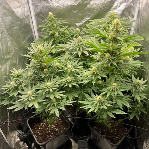 Sweet ZZ growlog timeline photo