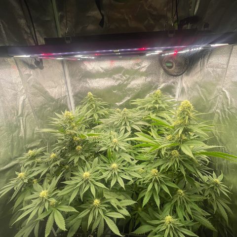 Sweet ZZ growlog timeline photo