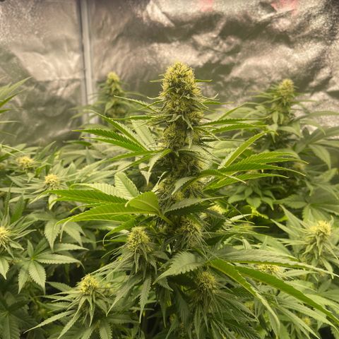Sweet ZZ growlog timeline photo