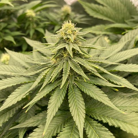 Sweet ZZ growlog timeline photo