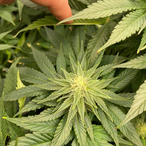 Sweet ZZ growlog timeline photo