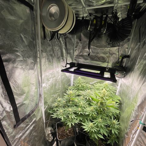 Sweet ZZ growlog timeline photo