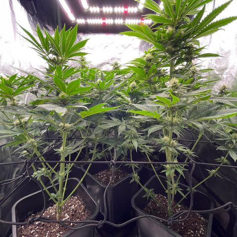 Sweet ZZ growlog timeline photo