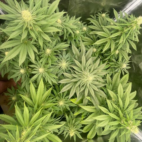 Sweet ZZ growlog timeline photo