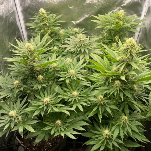 Sweet ZZ growlog timeline photo