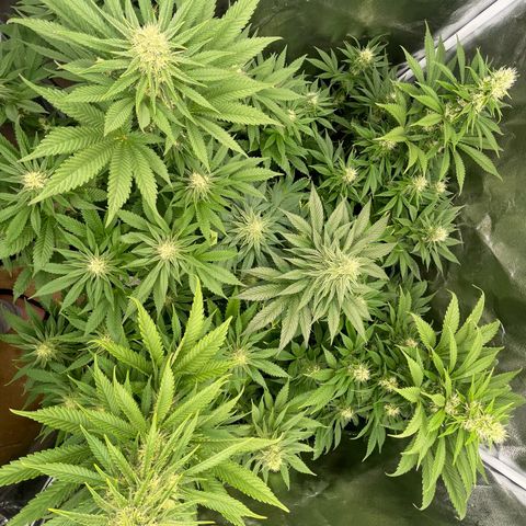 Sweet ZZ growlog timeline photo