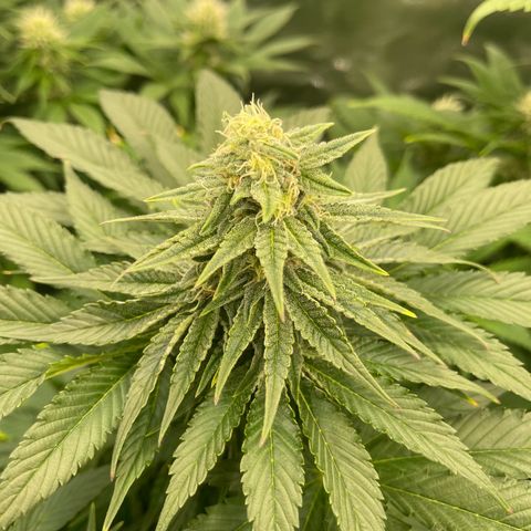 Sweet ZZ growlog timeline photo