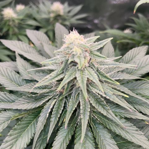 Sweet ZZ growlog timeline photo