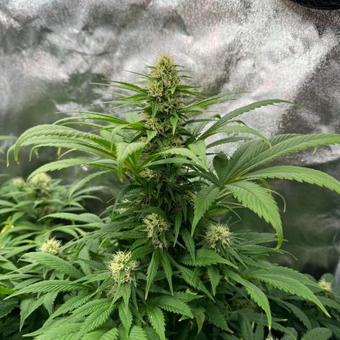 Sweet ZZ growlog photo: Die in der Mitte ist Melone 🫡