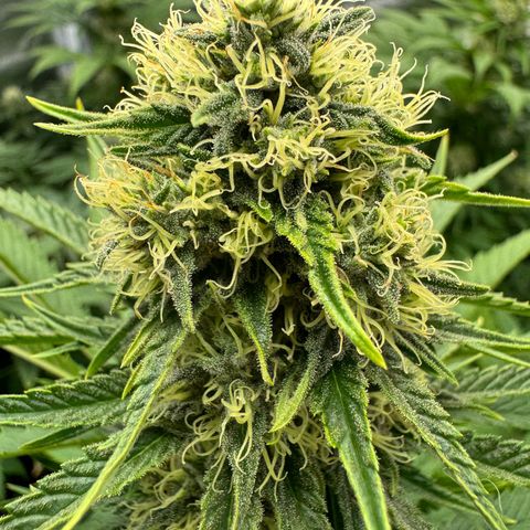 Sweet ZZ growlog photo: Die in der Mitte ist Melone 🫡
