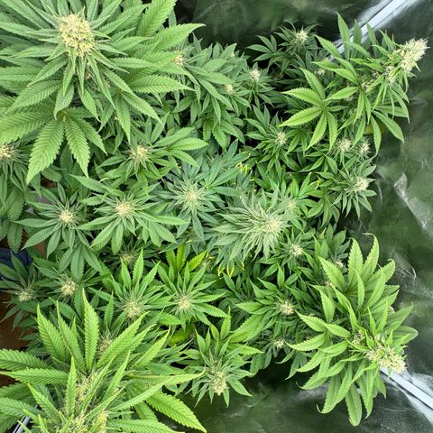 Sweet ZZ growlog photo: Die in der Mitte ist Melone 🫡