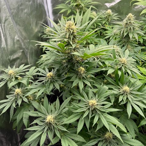 Sweet ZZ growlog photo: Die in der Mitte ist Melone 🫡