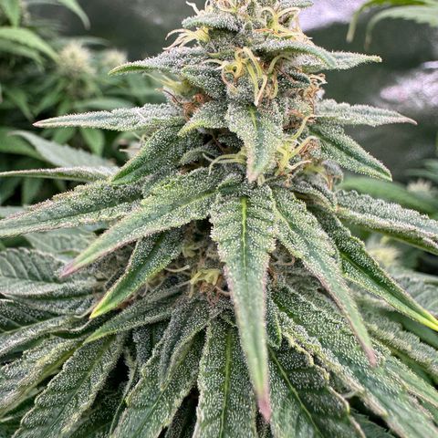 Sweet ZZ growlog photo: Die in der Mitte ist Melone 🫡
