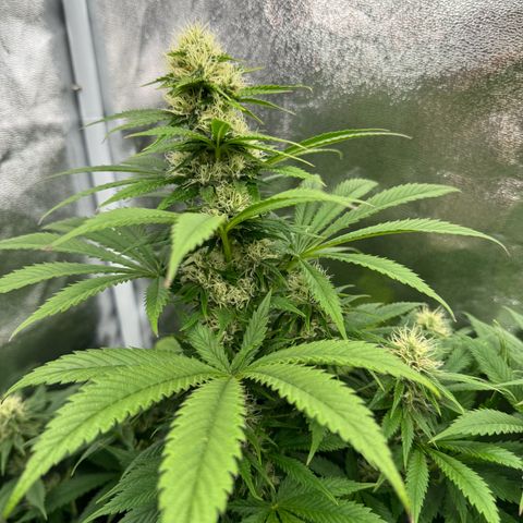 Sweet ZZ growlog photo: Die in der Mitte ist Melone 🫡