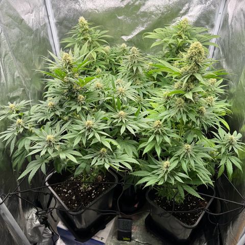 Sweet ZZ growlog photo: Die in der Mitte ist Melone 🫡