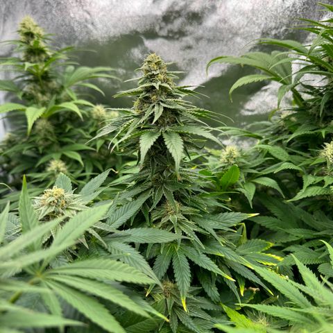 Sweet ZZ growlog photo: Die in der Mitte ist Melone 🫡