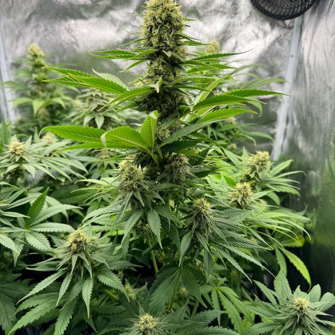 Sweet ZZ growlog photo: Die in der Mitte ist Melone 🫡