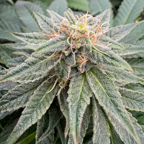Sweet ZZ growlog photo: Die in der Mitte ist Melone 🫡